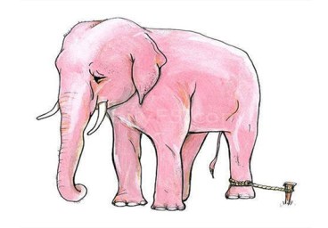 tu-chuyen-con-voi-ban-ve-suc-dan