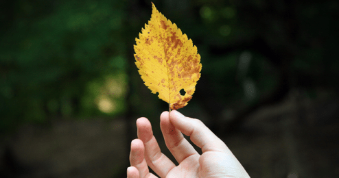 Que-Huong-La-Duyen-Hay-Dinh-Menh